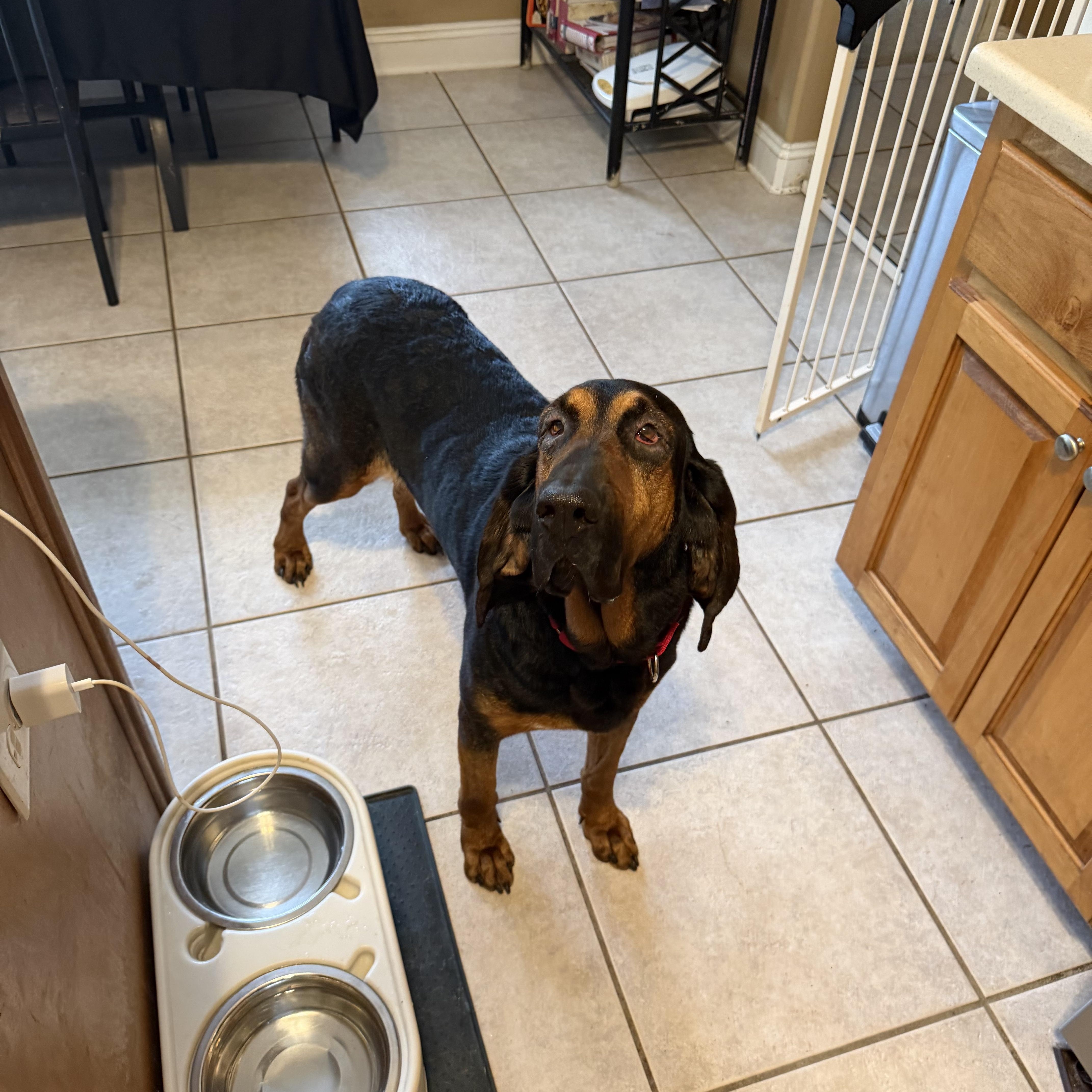 Enlarge Lucy, an adopted Bloodhound in Port Saint Lucie, FL image 6/6