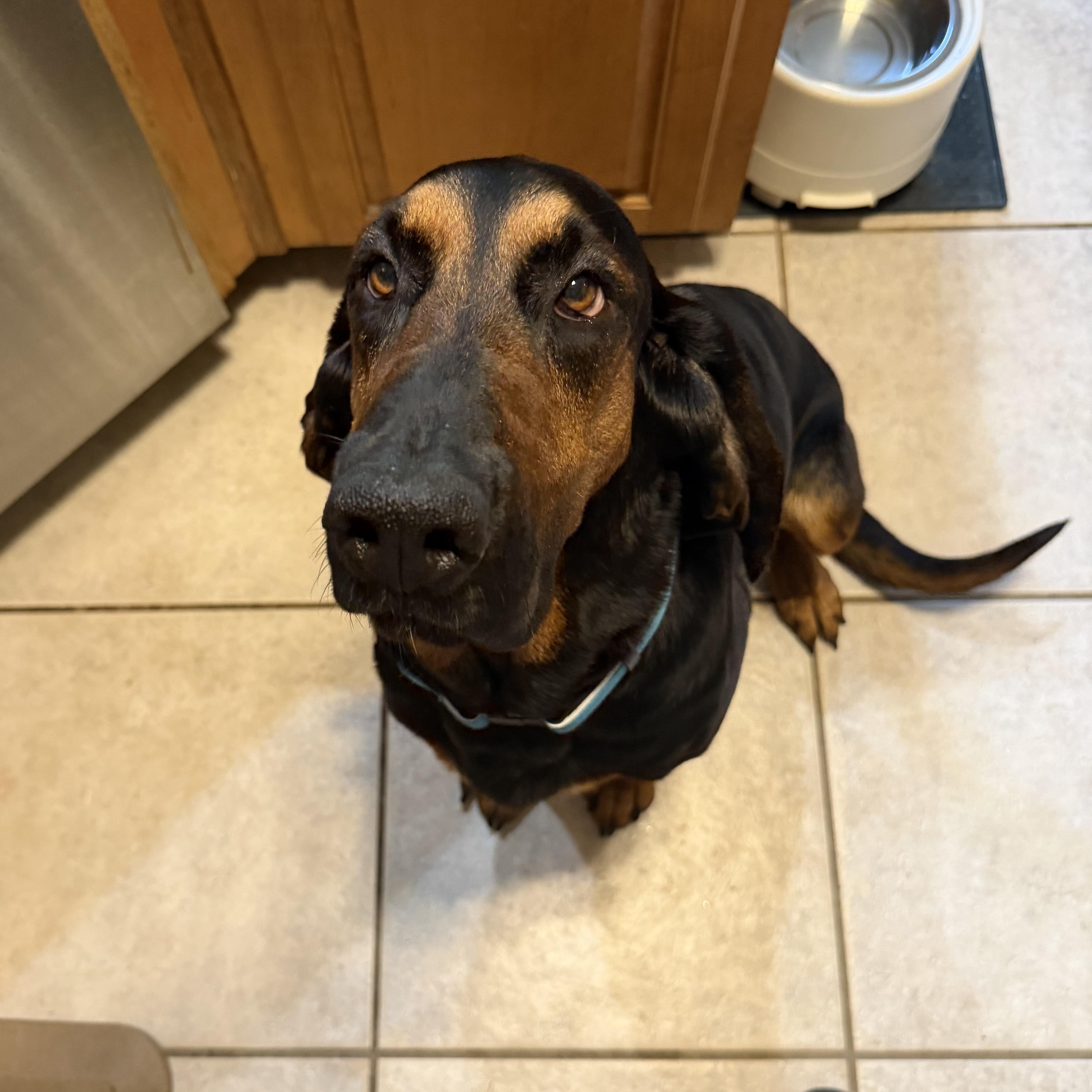 Enlarge Lucy, an adopted Bloodhound in Port Saint Lucie, FL image 1/6