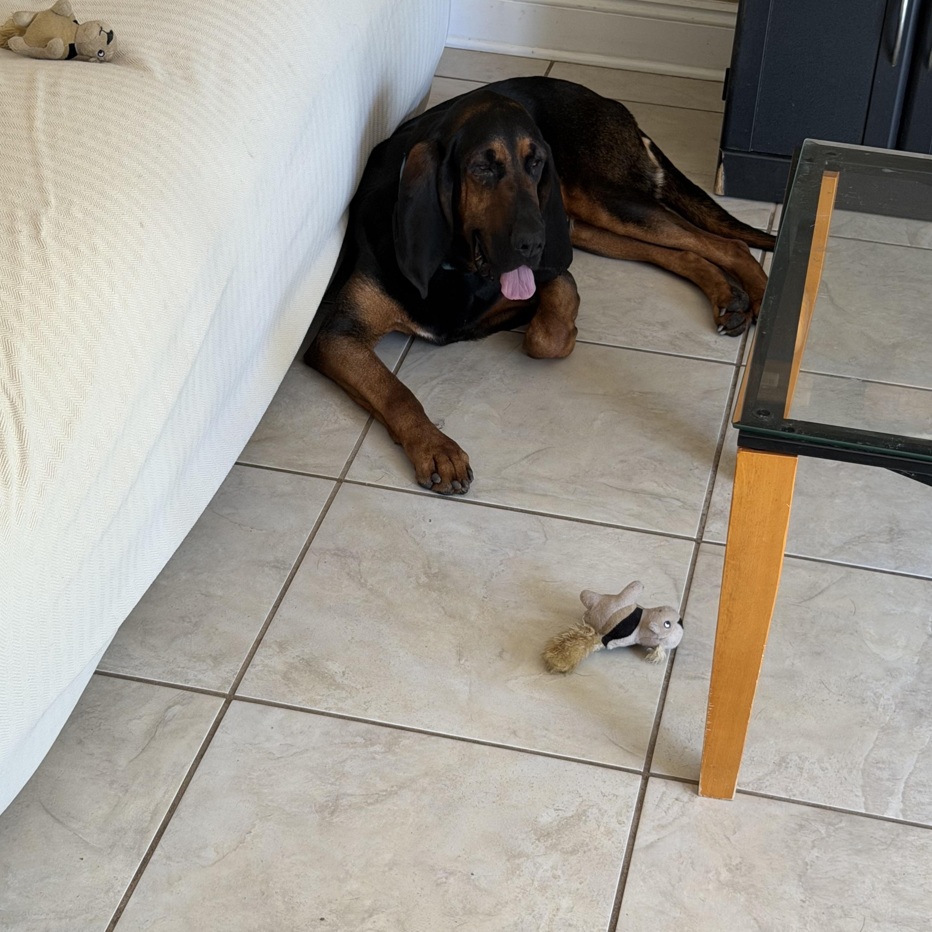 Enlarge Lucy, an adopted Bloodhound in Port Saint Lucie, FL image 4/6