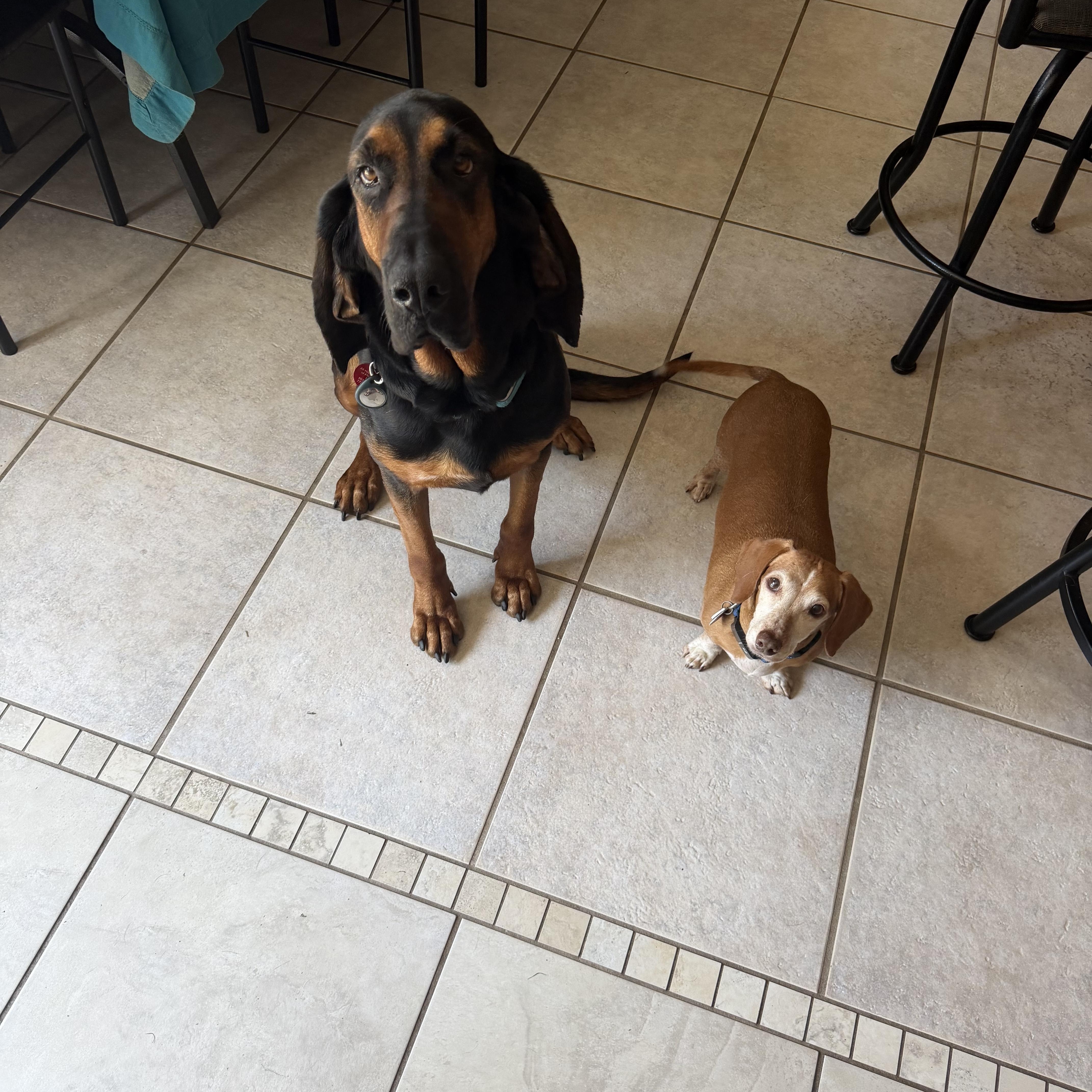 Enlarge Lucy, an adopted Bloodhound in Port Saint Lucie, FL image 2/6