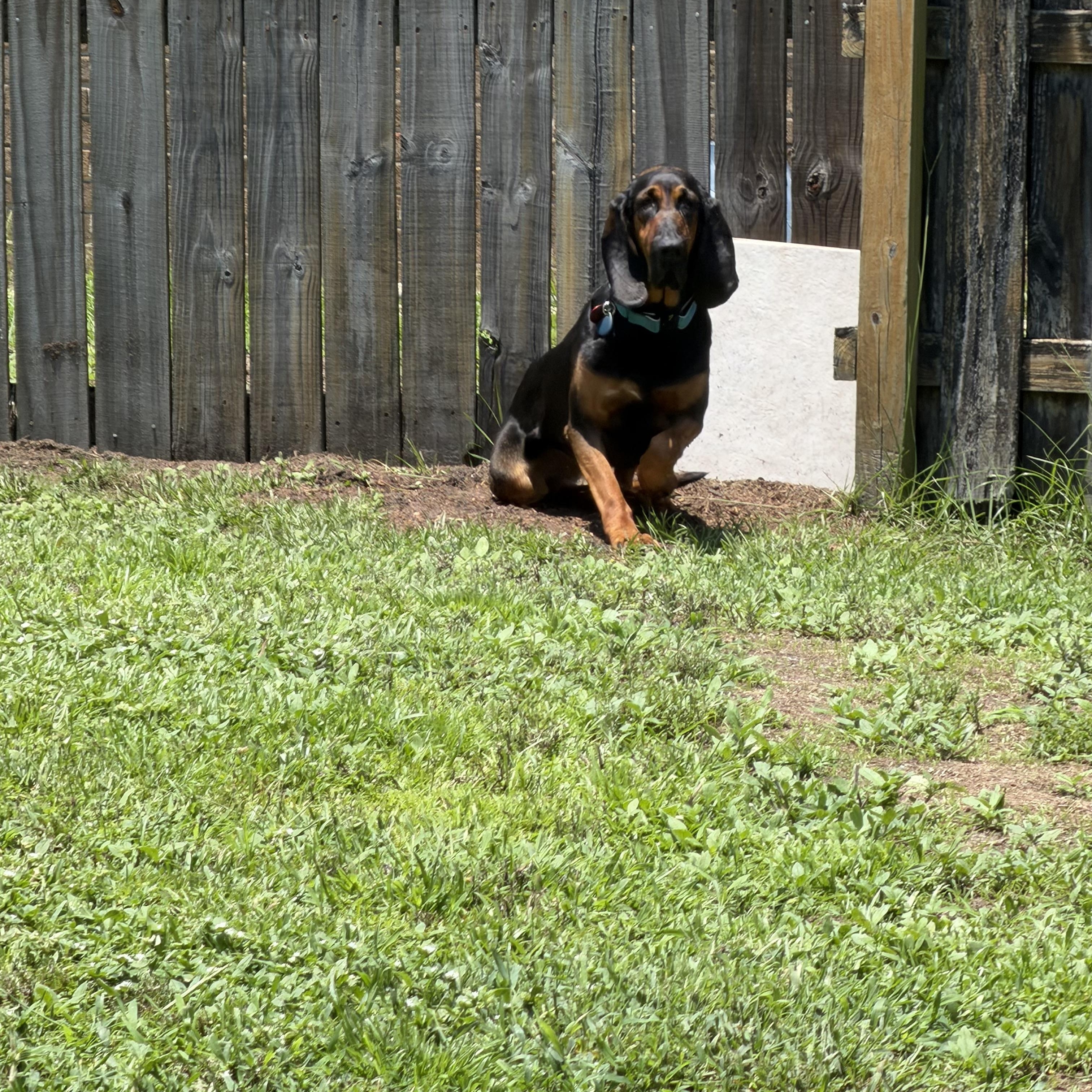 Enlarge Lucy, an adopted Bloodhound in Port Saint Lucie, FL image 3/6
