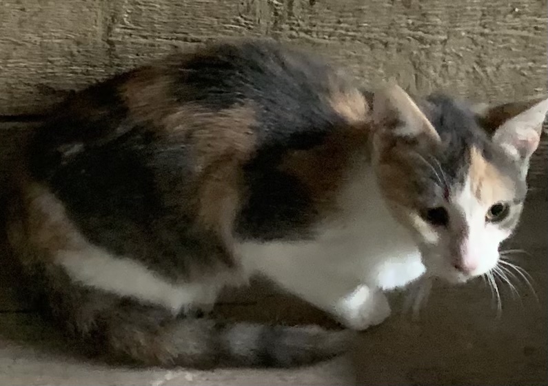 MIRANDA, a Adoptable mixed breed in El Cajon, CA image 2/10