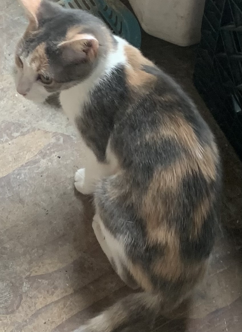 MIRANDA, a Adoptable mixed breed in El Cajon, CA image 4/10