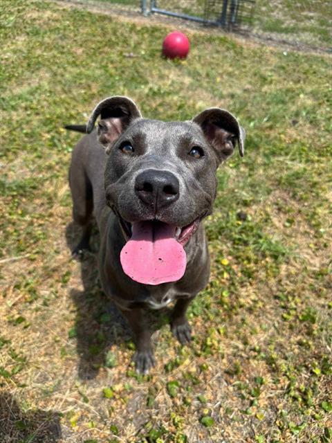 Enlarge FANCY, a Adoptable mixed breed in Brunswick, GA image 1/1