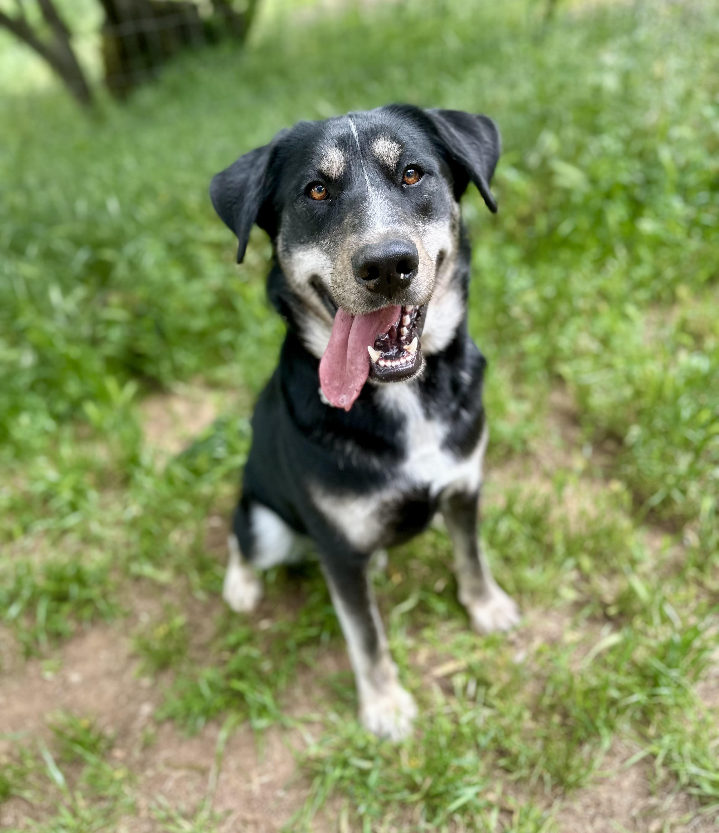 Maverick