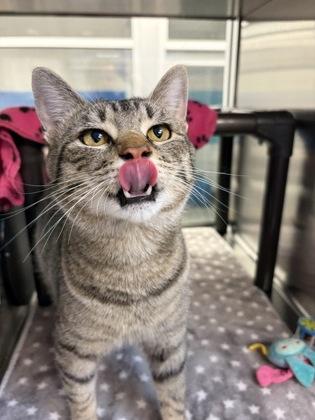 Hopper, a Adoptable mixed breed in Grapevine, TX image 2/6