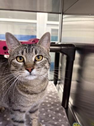 Hopper, a Adoptable mixed breed in Grapevine, TX image 3/6