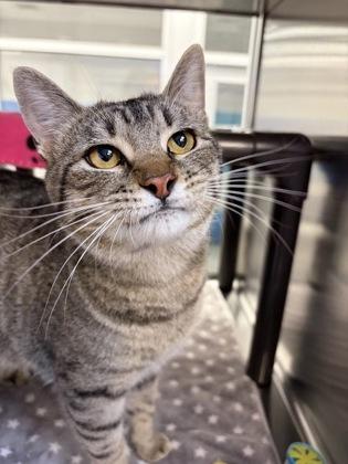 Hopper, a Adoptable mixed breed in Grapevine, TX image 5/6