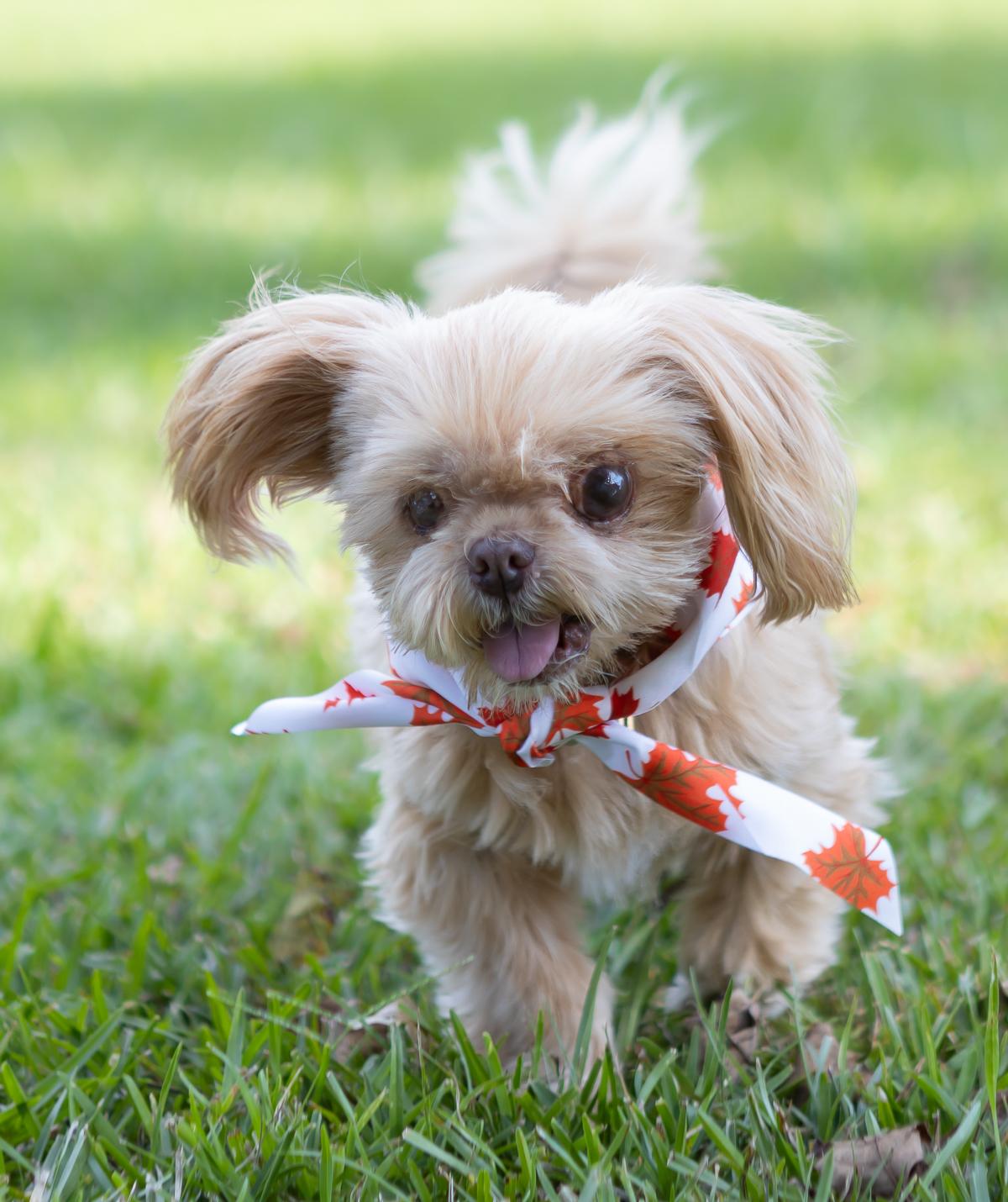 Enlarge Gizzy, a Adoptable mixed breed in Zachary, LA image 4/6