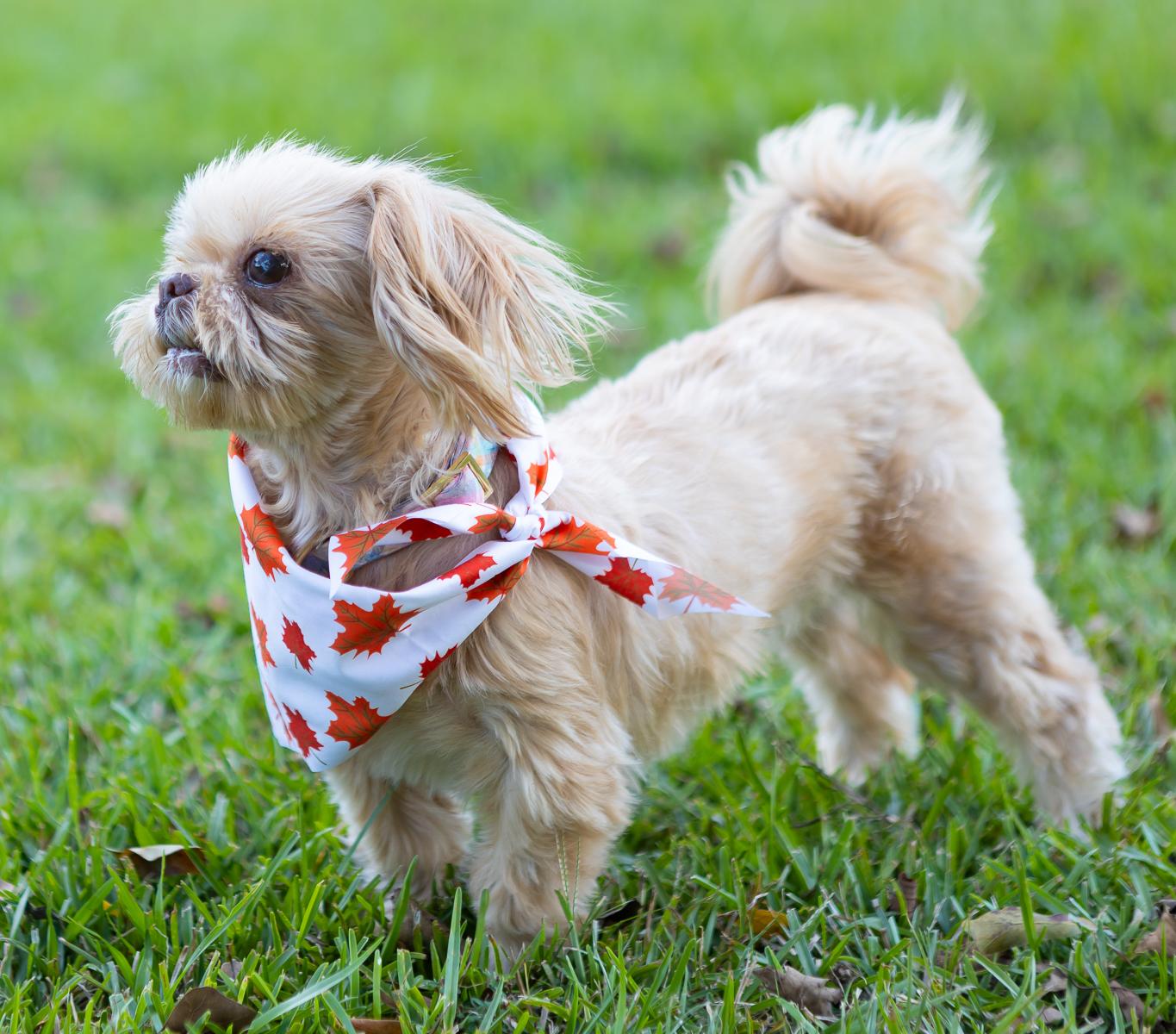 Enlarge Gizzy, a Adoptable mixed breed in Zachary, LA image 5/6
