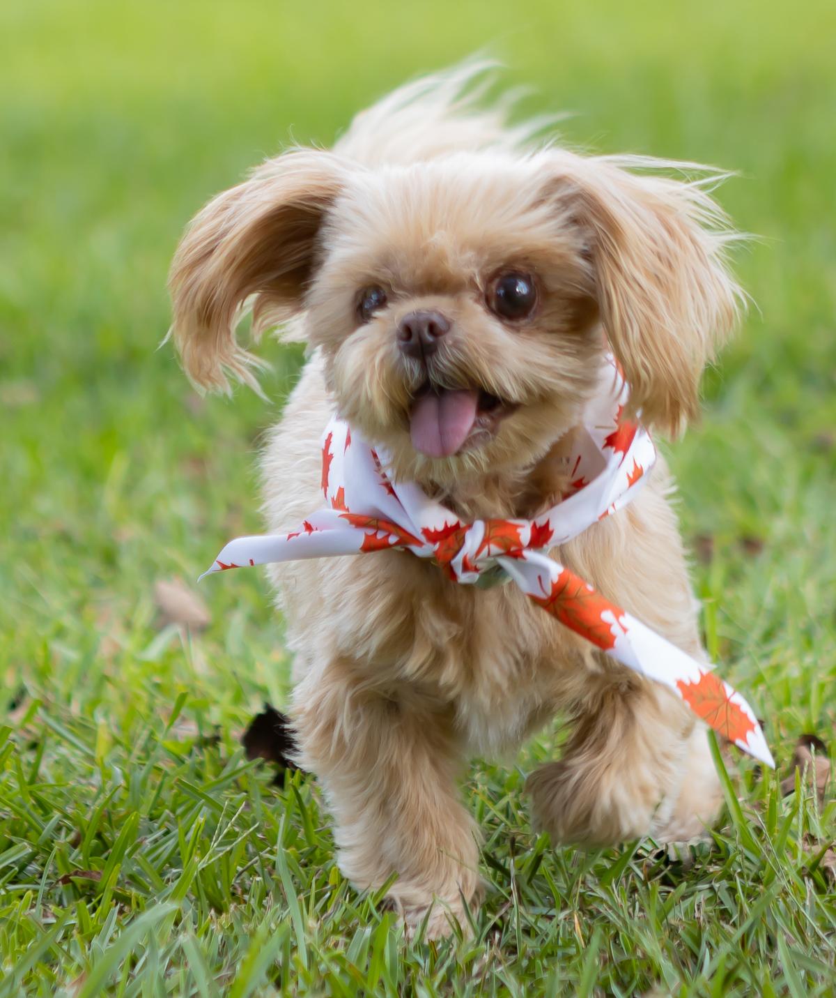 Enlarge Gizzy, a Adoptable mixed breed in Zachary, LA image 6/6