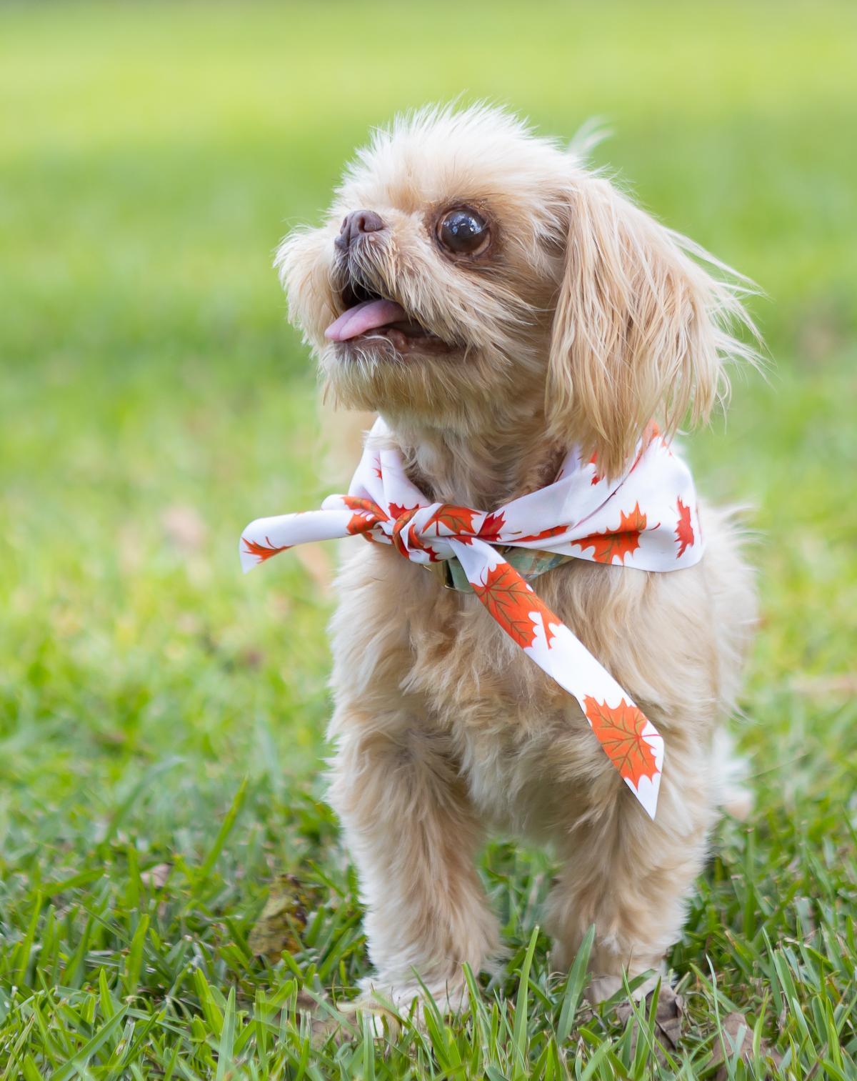 Gizzy, Adoptable, Senior Female Pekingese.