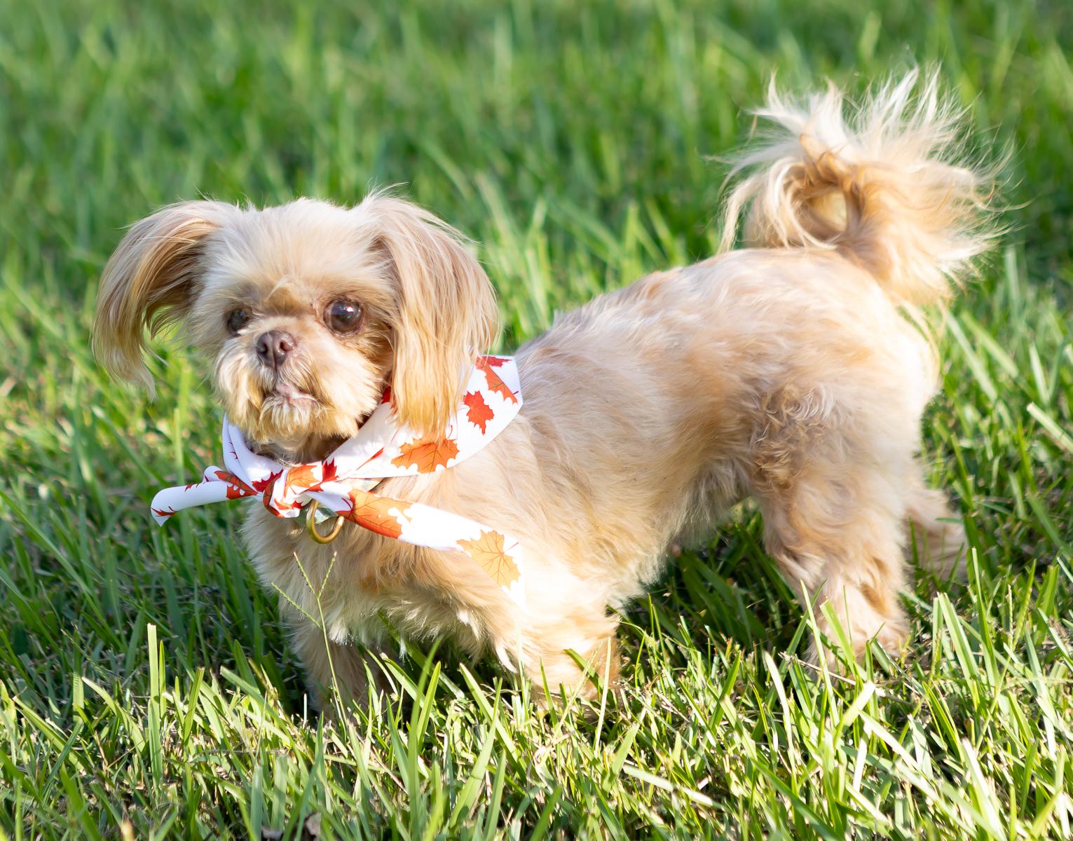 Enlarge Gizzy, a Adoptable mixed breed in Zachary, LA image 2/6