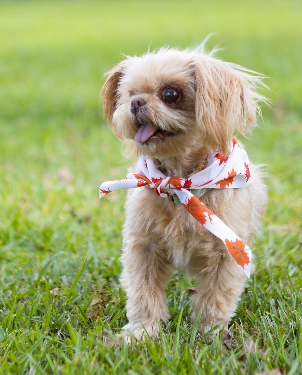 Enlarge Gizzy, a Adoptable mixed breed in Zachary, LA image 3/6