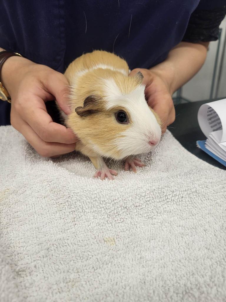 Honeydew, a Adoptable Guinea Pig in CRYSTAL LAKE, IL image 1/4
