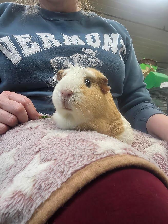 Honeydew, a Adoptable Guinea Pig in CRYSTAL LAKE, IL image 2/4