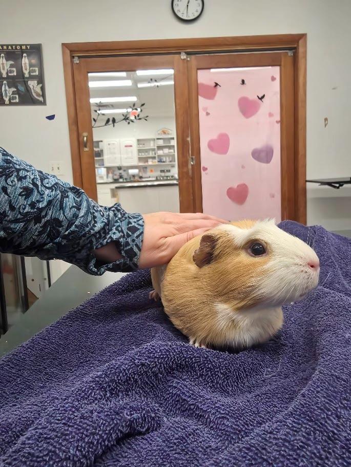 Honeydew, a Adoptable Guinea Pig in CRYSTAL LAKE, IL image 3/4