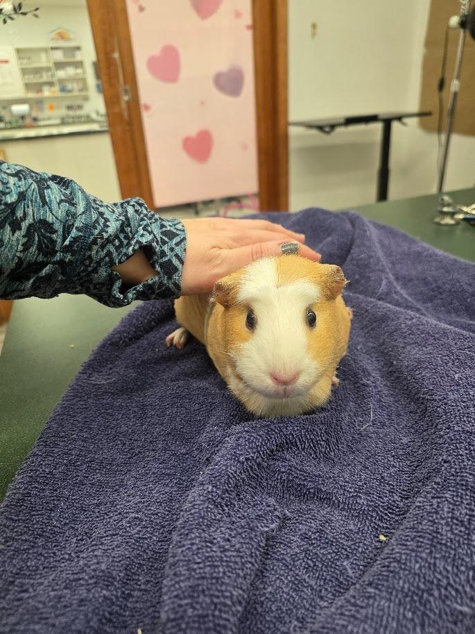 Honeydew, a Adoptable Guinea Pig in CRYSTAL LAKE, IL image 4/4
