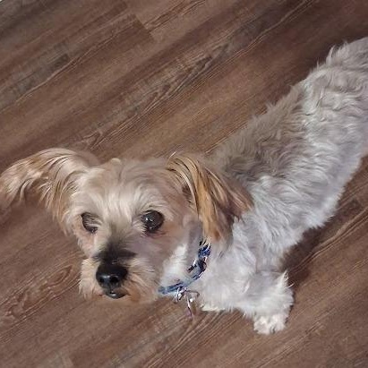 Ginger, Adoptable, Senior Female Shih Tzu.