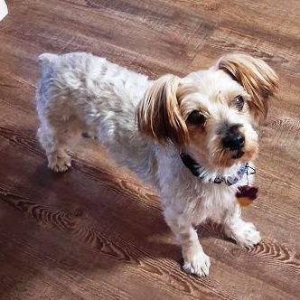 Enlarge Ginger, a Adoptable Shih Tzu in Mesquite, NV image 3/3