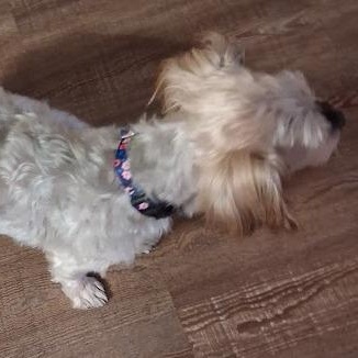 Enlarge Ginger, a Adoptable Shih Tzu in Mesquite, NV image 2/3