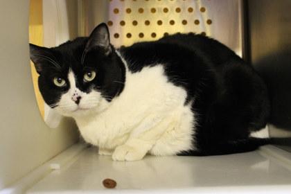 Kitty, Adoptable, Adult Female Domestic Short Hair & Domestic Short Hair.