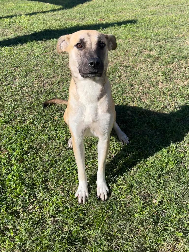 Enlarge Hidie, a Adoptable mixed breed in Seguin, TX image 1/1