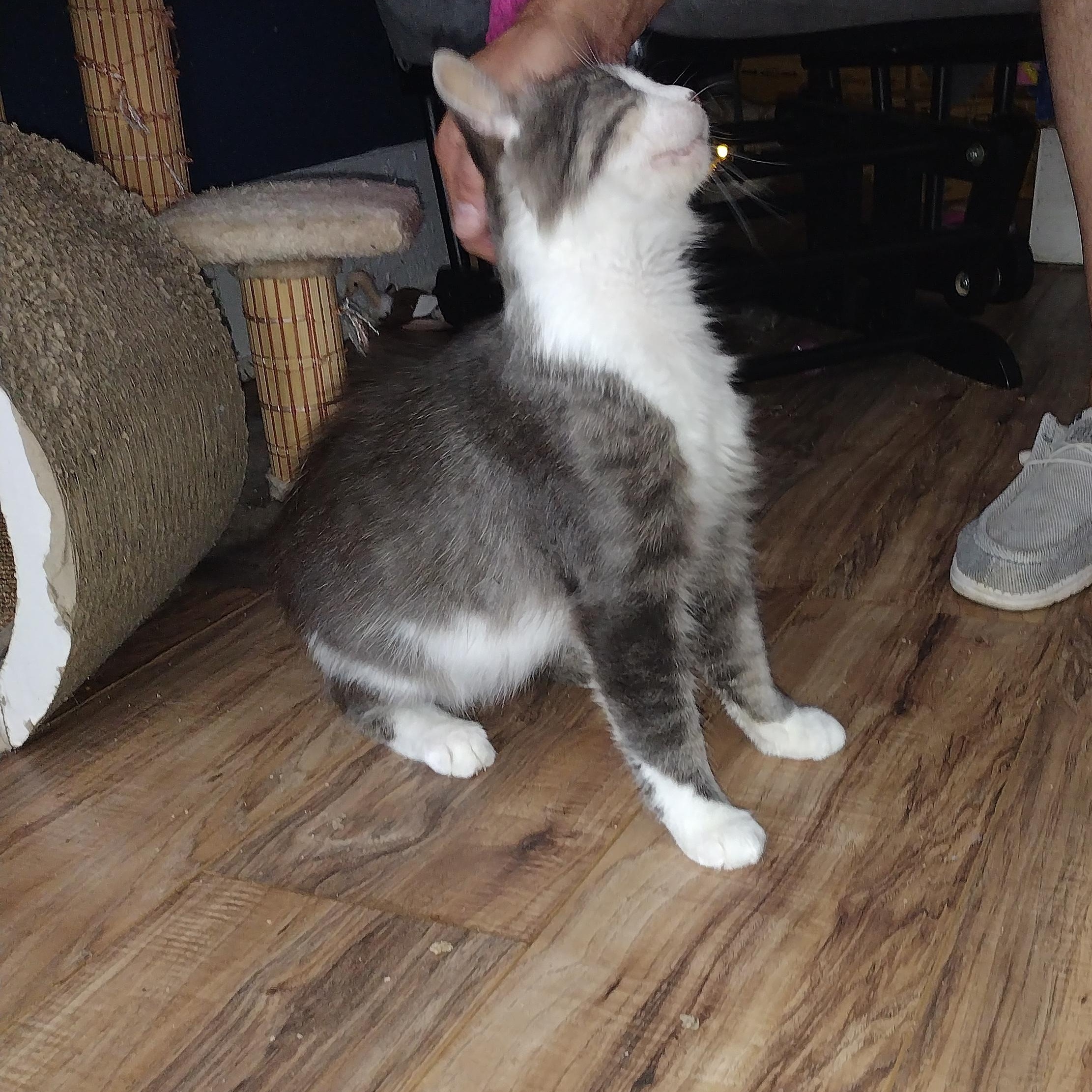 Oakley