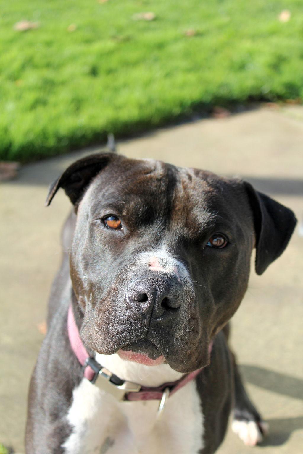 Enlarge Hermey 51572, a Adoptable Pit Bull Terrier in Petaluma, CA image 2/2