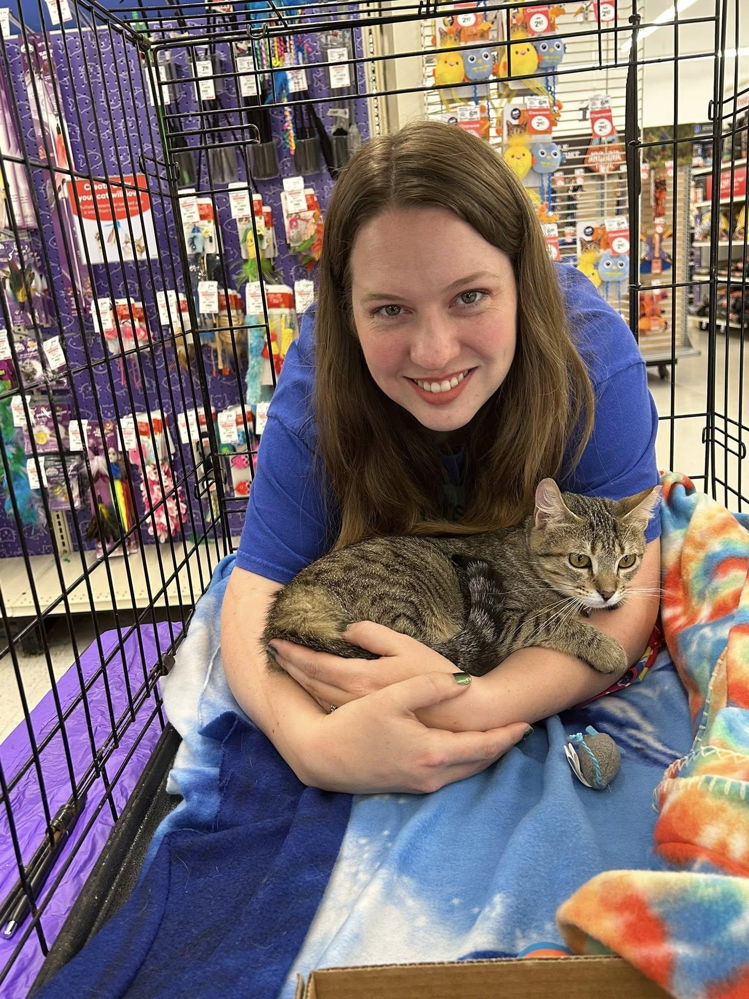 Violet, Adopted, Young Female Tabby & Domestic Short Hair.