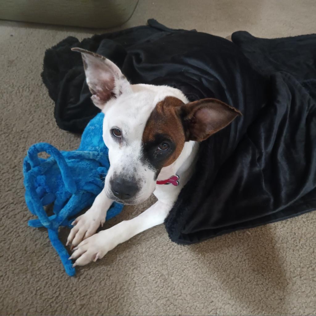 Gaia, Adoptable, Adult Female Terrier & Mixed Breed.