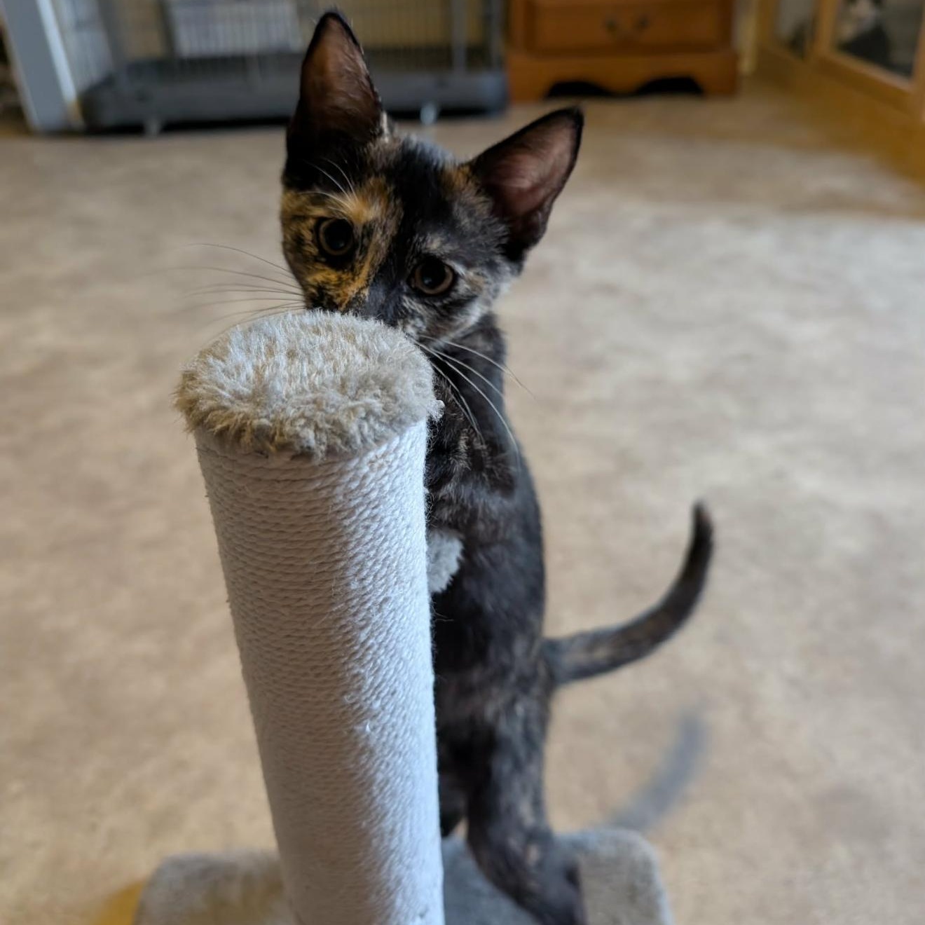 Giza, Adoptable, Kitten Female Tortoiseshell.
