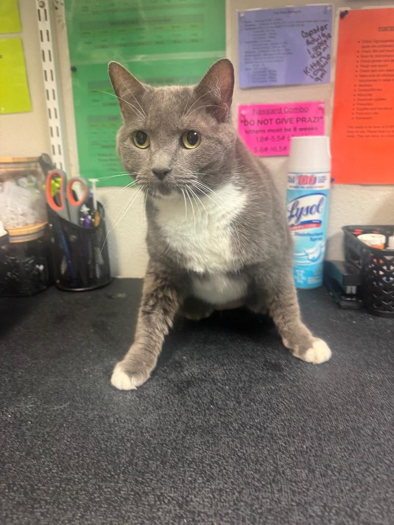 Enlarge Stevie, a Adopted Domestic Short Hair in Sorrento, LA image 1/2