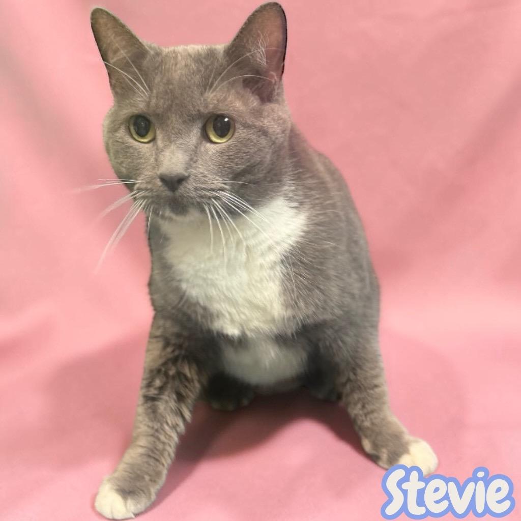 Enlarge Stevie, a Adopted Domestic Short Hair in Sorrento, LA image 2/2