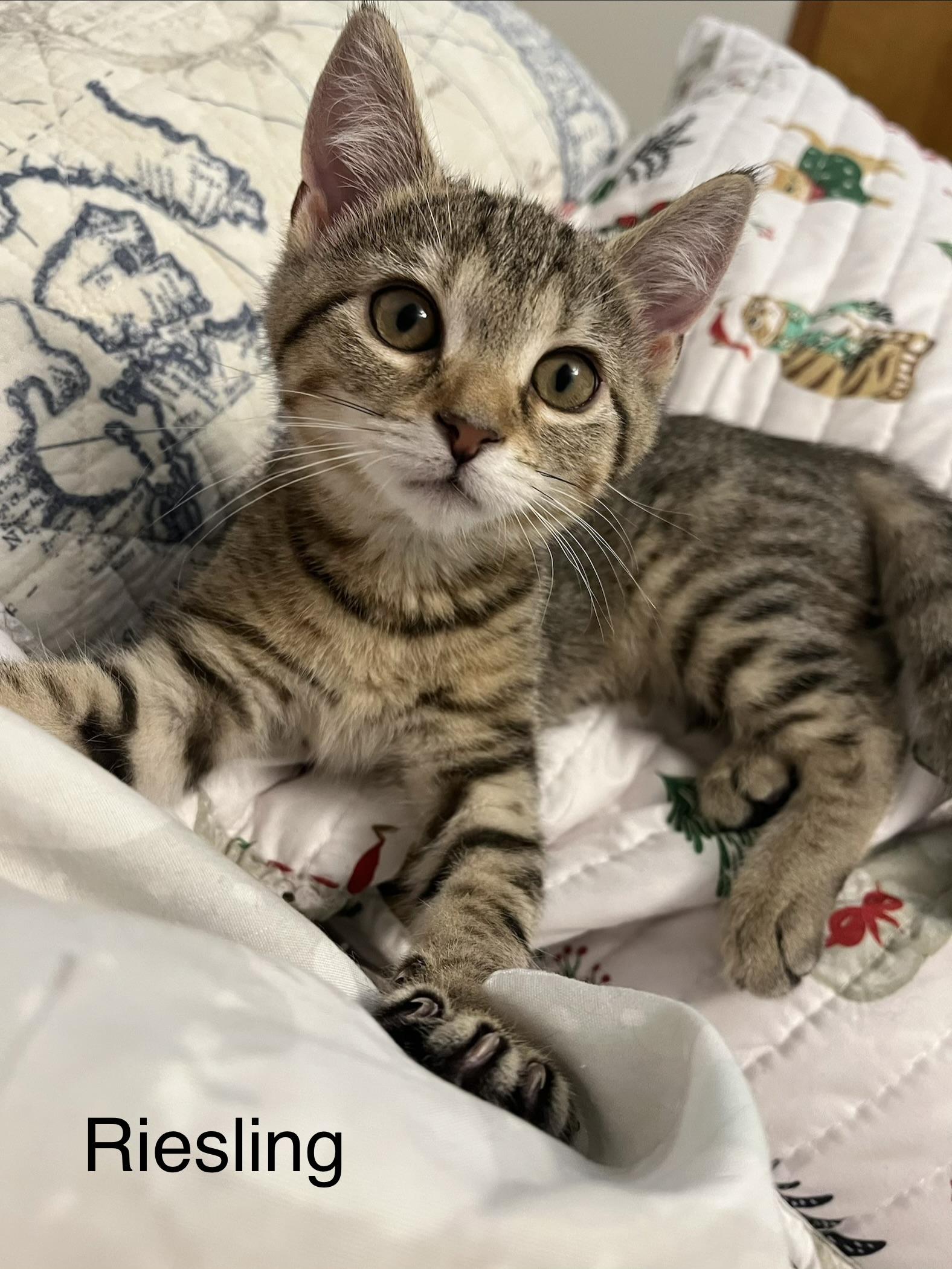 Enlarge Guinness, a ADOPTABLE mixed breed in Massillon, OH image 4/6