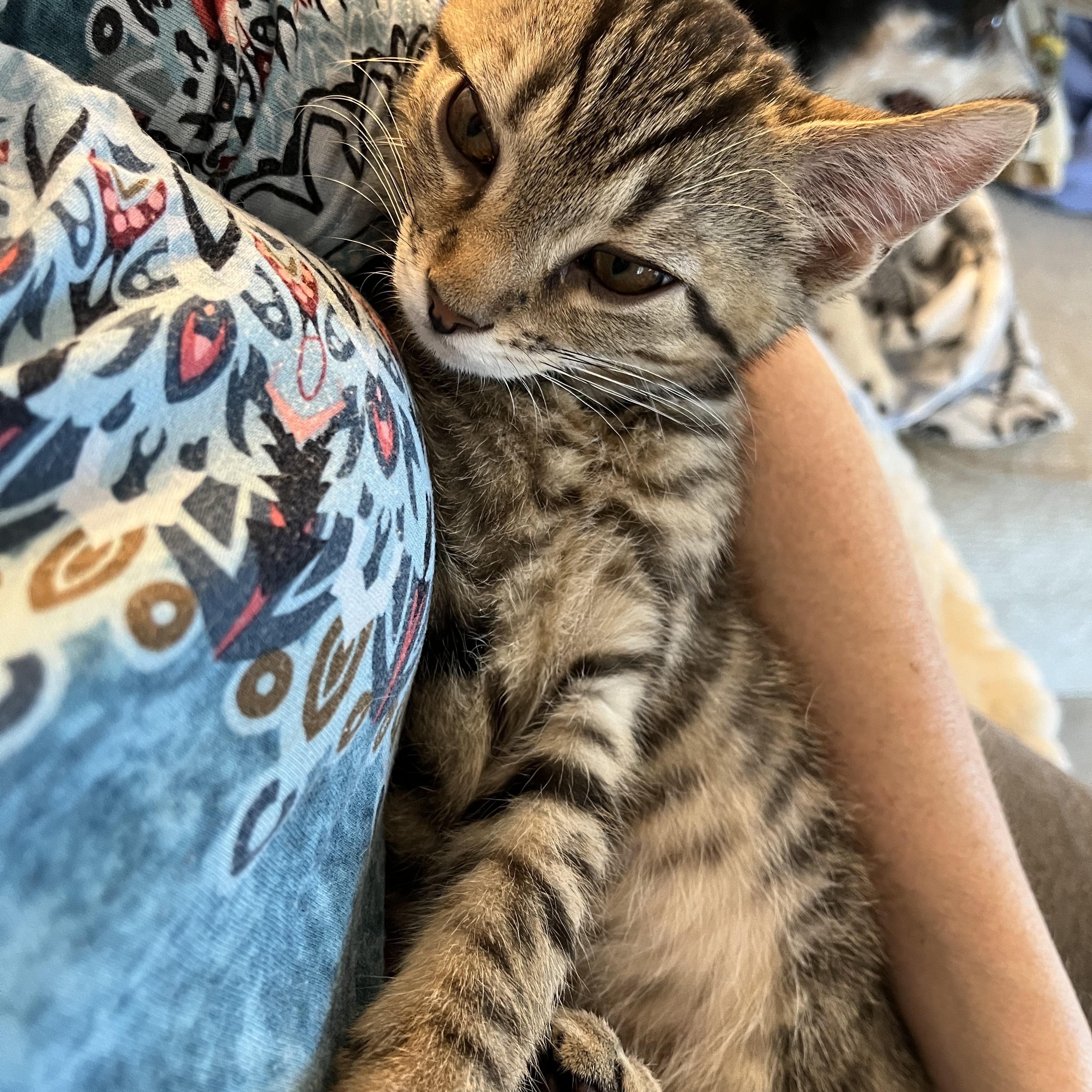 Enlarge Guinness, a ADOPTABLE mixed breed in Massillon, OH image 6/6