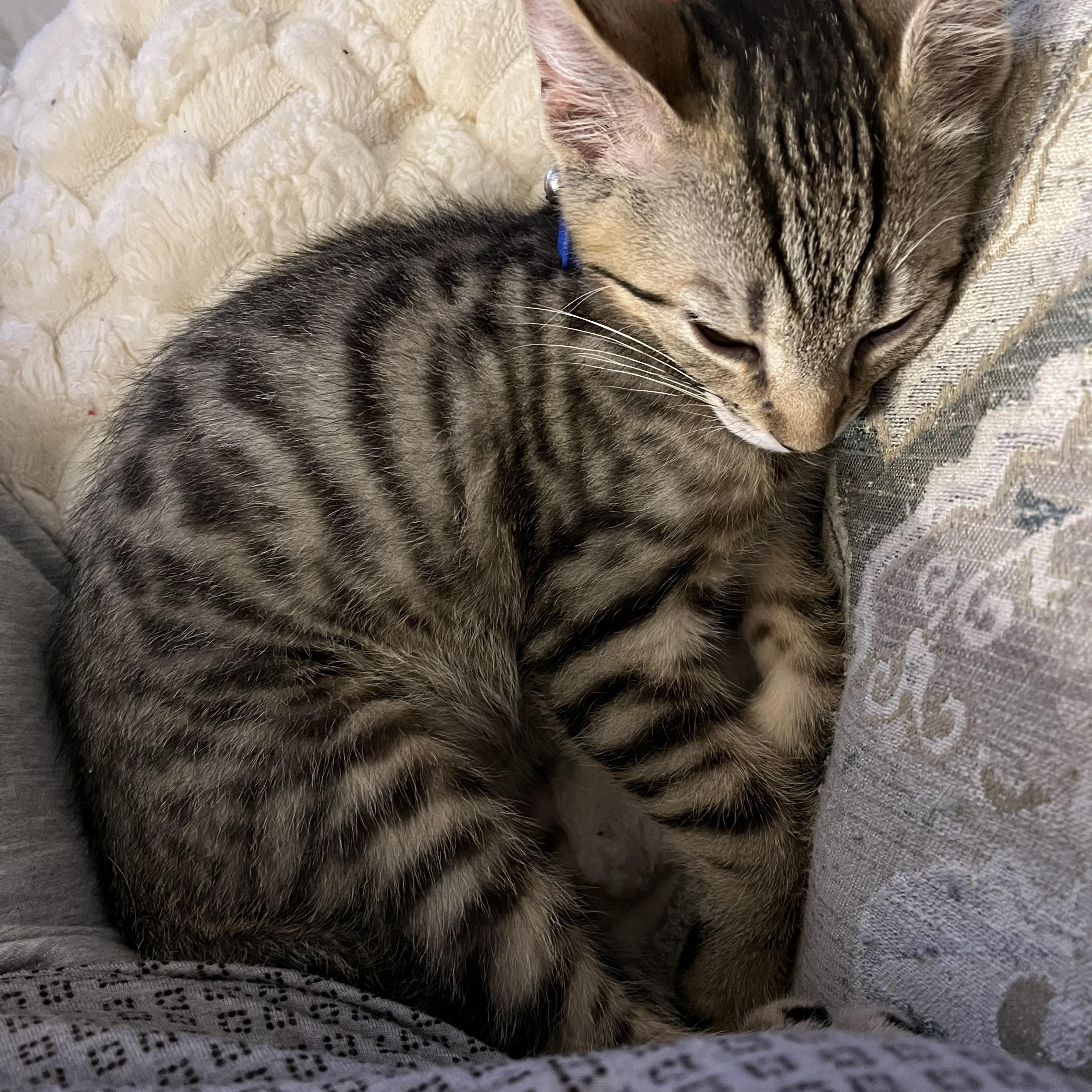 Enlarge Guinness, a ADOPTABLE mixed breed in Massillon, OH image 2/6