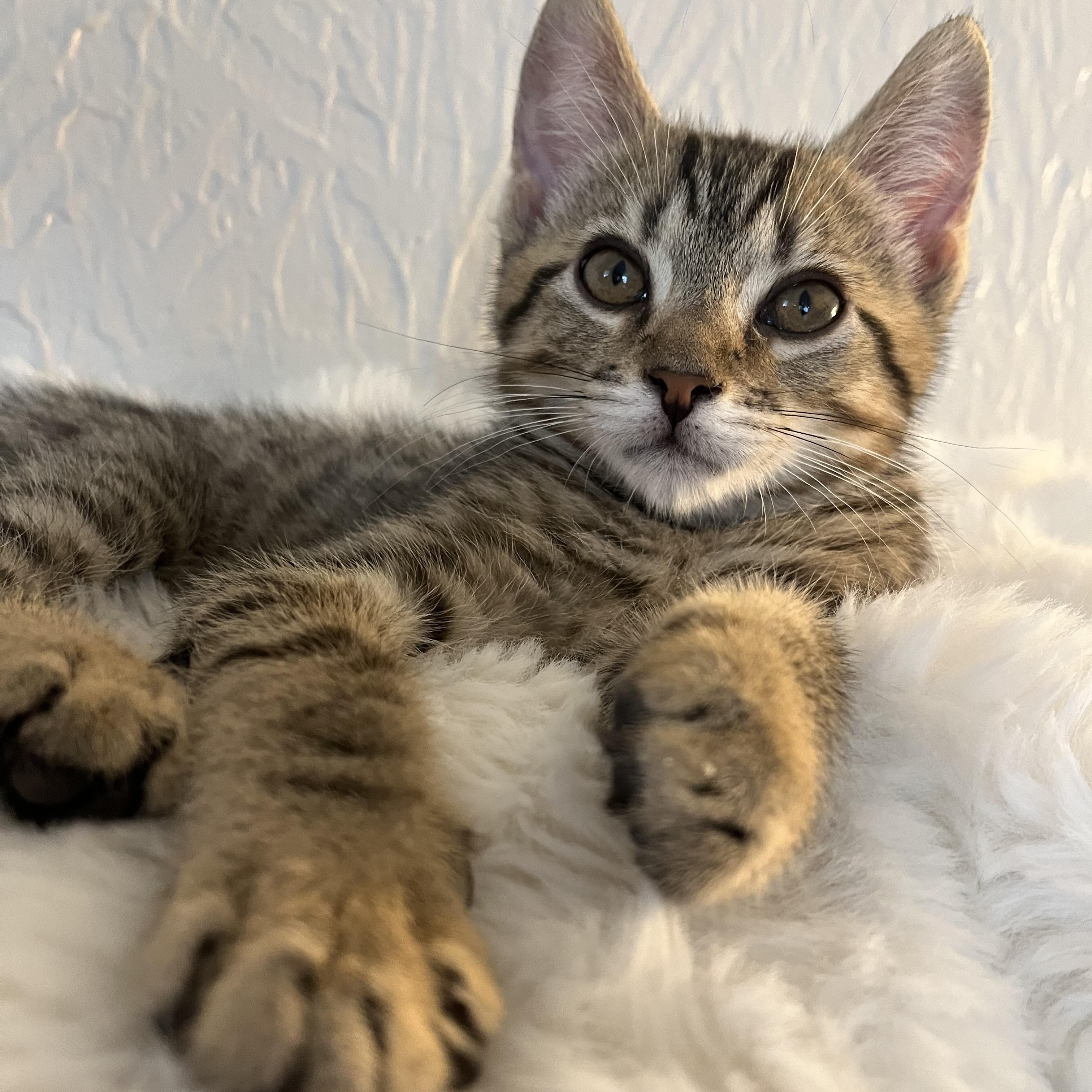 Enlarge Guinness, a ADOPTABLE mixed breed in Massillon, OH image 3/6