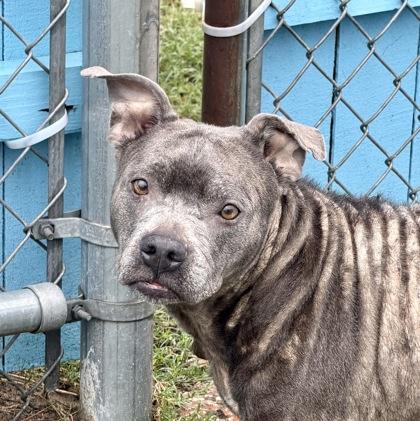 Selkie, a ADOPTABLE mixed breed in Inverness, FL image 2/2