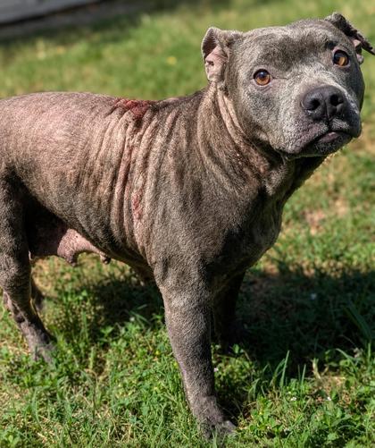Selkie, a ADOPTABLE mixed breed in Inverness, FL image 1/2