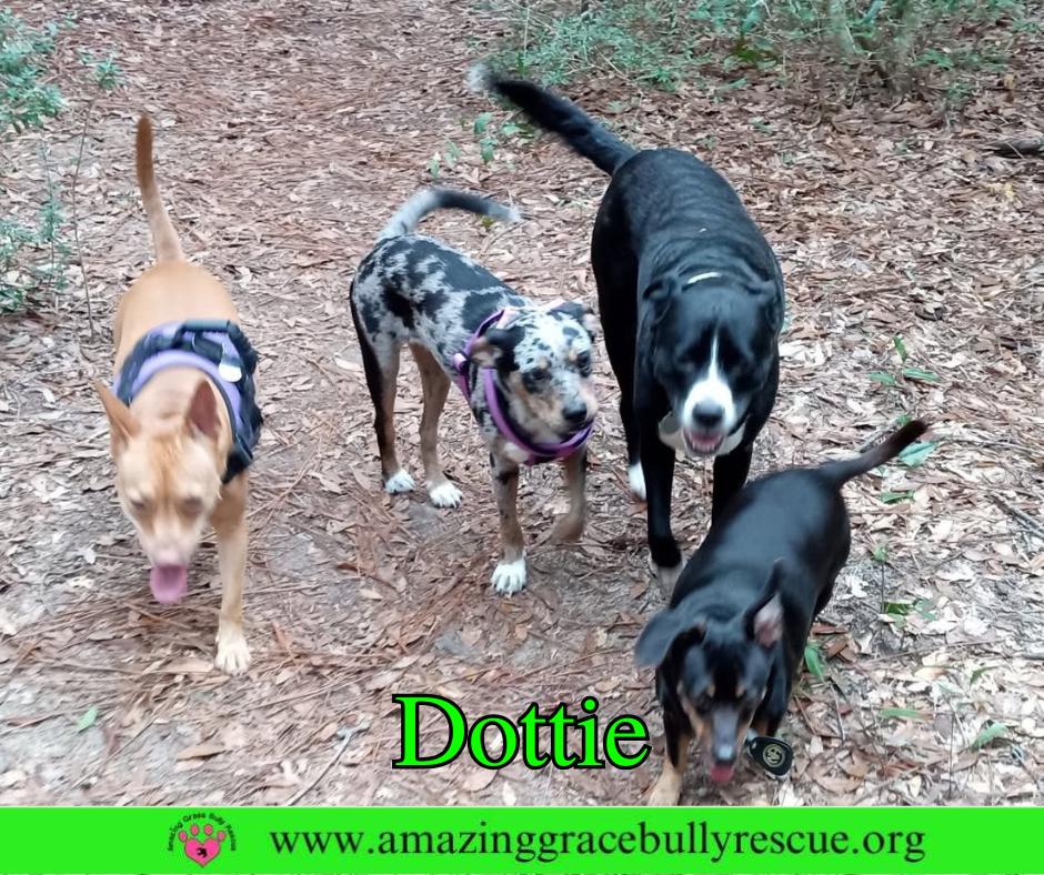 Dottie, Adoptable, Young Female Mixed Breed.