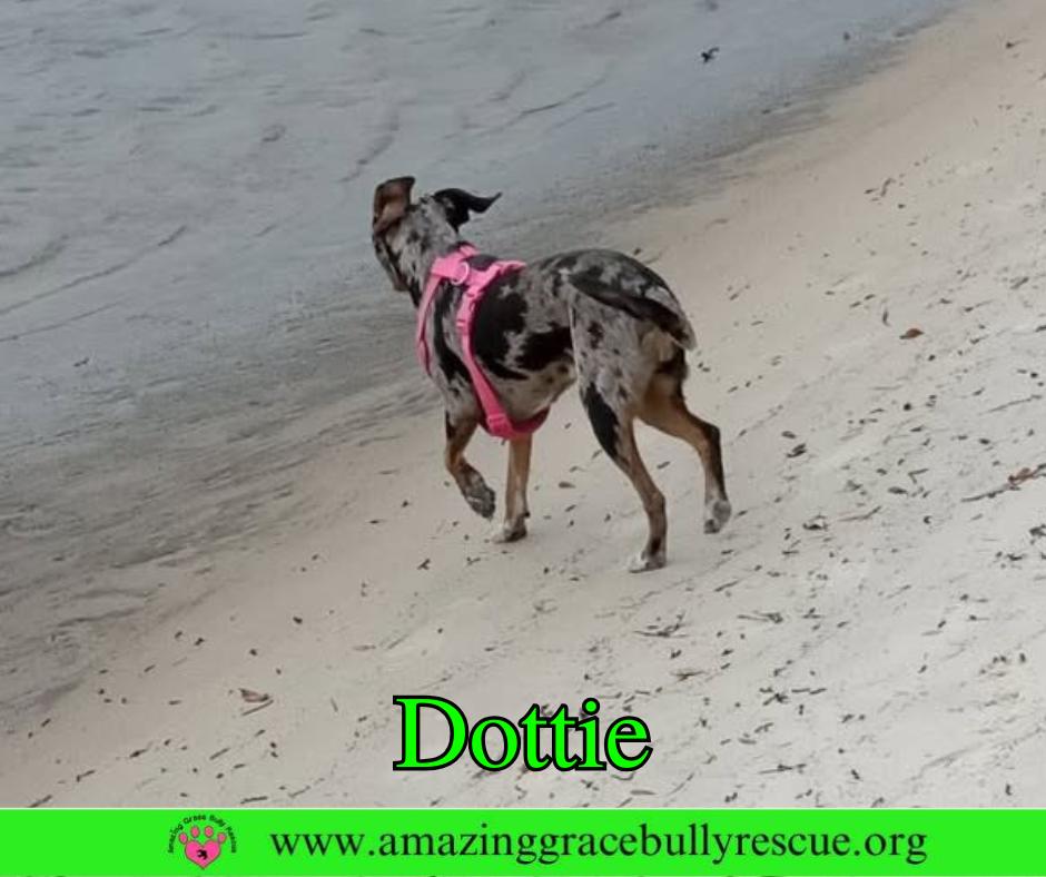 Enlarge Dottie, a Adoptable Mixed Breed in Pensacola, FL image 2/3