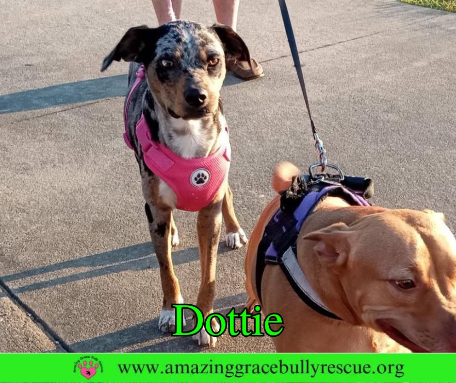 Enlarge Dottie, a Adoptable Mixed Breed in Pensacola, FL image 3/3