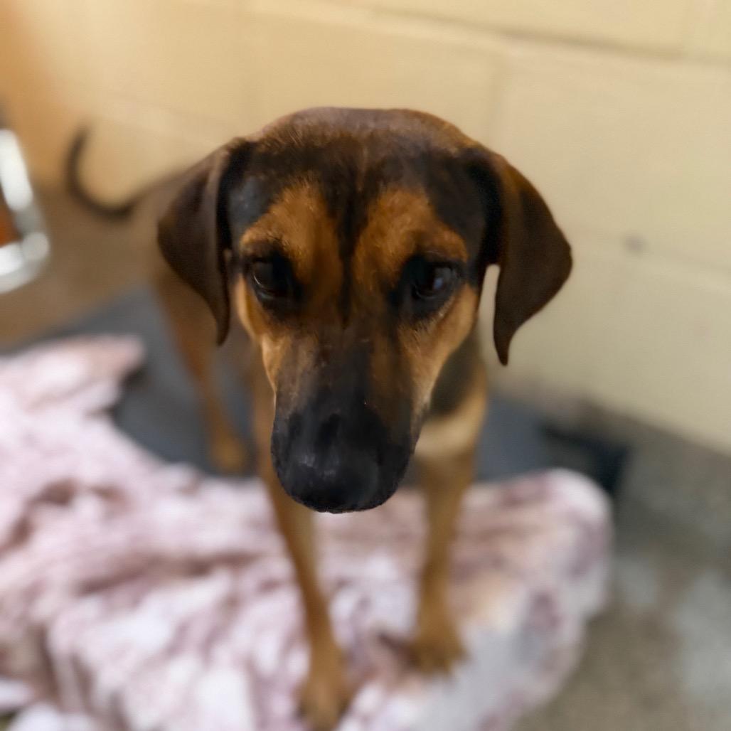 Dragon, Adoptable, Adult Male Mixed Breed.