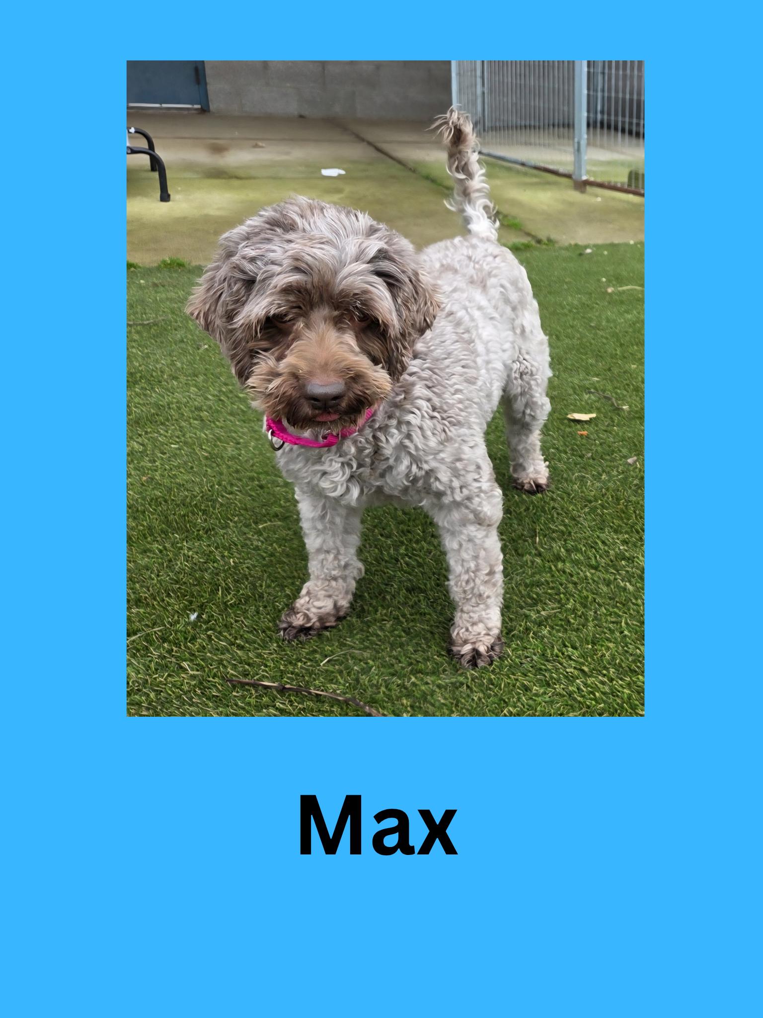 Max, adopted, Adult Male Mixed Breed.