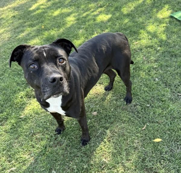 Baby, Adoptable, Adult Female American Staffordshire Terrier.