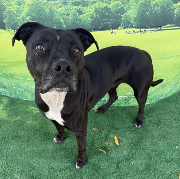 Enlarge Baby, a Adoptable mixed breed in Tulare, CA image 2/6