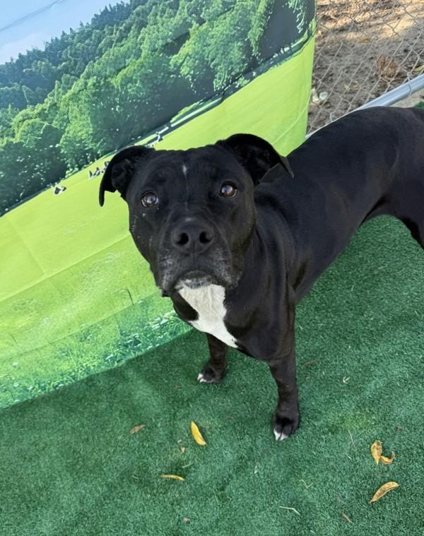 Enlarge Baby, a Adoptable mixed breed in Tulare, CA image 3/6