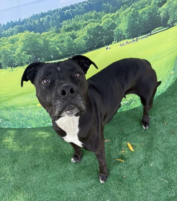 Enlarge Baby, a Adoptable mixed breed in Tulare, CA image 4/6