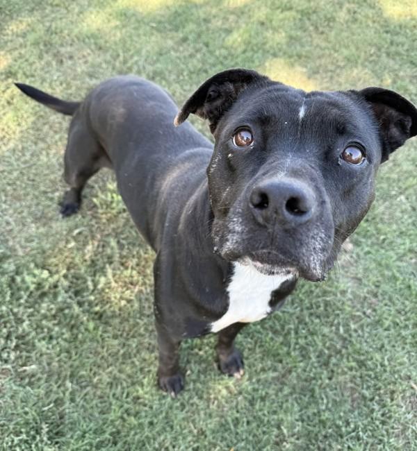 Enlarge Baby, a Adoptable mixed breed in Tulare, CA image 5/6